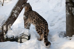 Léopard des neige